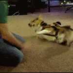 confused corgi
