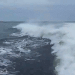 dolphin-troll