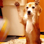 puppy catching ball