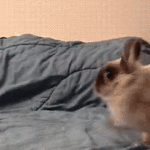 Bunny running around on bed