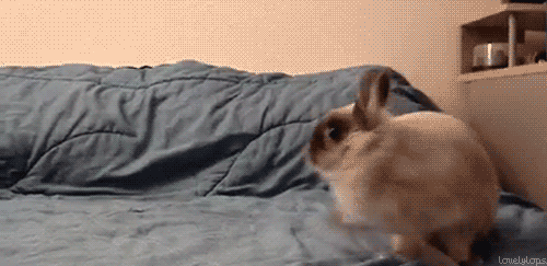 Bunny-running-around-on-bed.gif