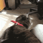 Cat Falling Asleep