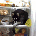 Husky Sitting in Fridge