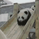 Pandas Sliding Down Slide