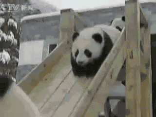 Pandas Going Down Slide in the Snow