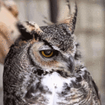 owl wind