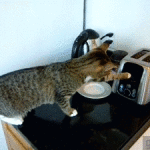 Cat Scared By Toaster