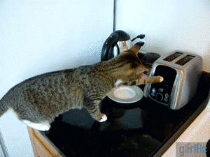 Cat-Scared-By-Toaster.gif