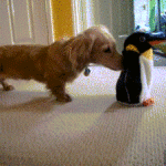 Dachshund Playing With Toy Penguin