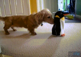 http://gifrific.com/wp-content/uploads/2012/11/Dachshund-Playing-With-Toy-Penguin.gif