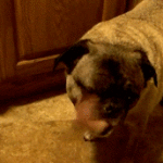 Pug Licking Its Own Face