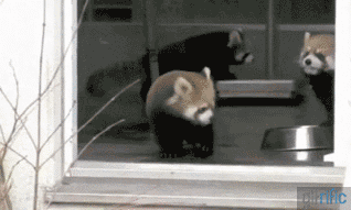 Forum Image: http://gifrific.com/wp-content/uploads/2012/11/Scared-Red-Panda-Footsteps.gif