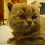 Cat Falls Asleep