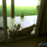 Cat Opening Door For Puppies