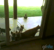 Cat-Opening-Door-For-Puppies.gif