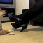 Dog Copying Owner