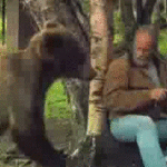 Man Slaps Bear