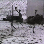 Ostrich Run Fail