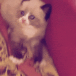 Scared Cat on Stairs