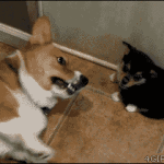 Small Dog Sits On Dogs Face