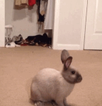 bunny surprises other bunny