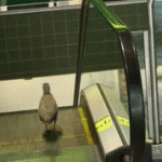 Bird Walking Wrong Way on Escalator