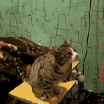 Cat Asks Owner to Pet it on Head