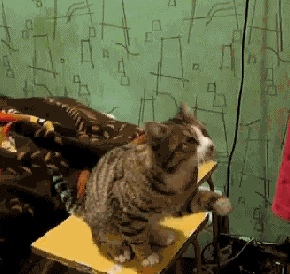 Cat-Asks-Owner-to-Pet-it-on-Head.gif