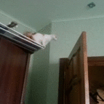 Cat Fails Getting Across Open Door