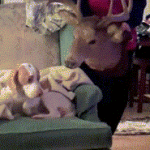 Dog Scared by Deer Head