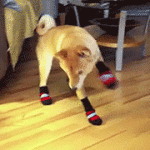 Dog Tries to Walk With Socks on