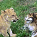 Lion and Tiger Playing