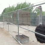 Ostrich Chase Fail