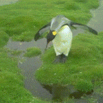 Penguin Awkwardly Jumps Over Water