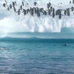 Penguin Jump onto Iceberg Fail