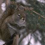 Squirrel in the Snow