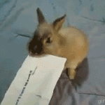 Bunny Letter Opener