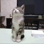Cat Falling Asleep