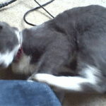 Cat Fights With Own Leg