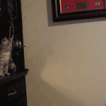 Cat Jump to Couch Fail