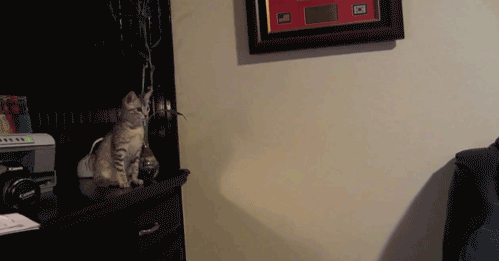 [Image: Cat-Jump-to-Couch-Fail.gif]