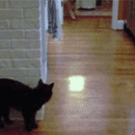 Cat Sneak Attack Jump on Dog