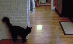 Cat-Sneak-Attack-Jump-on-Dog.gif