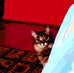 Cat Stare