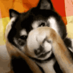 Dog Hiding His Face