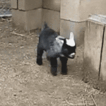 Goat Jump Fail