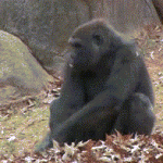 Gorilla Rolling Around in Leaves