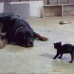 Kitten Scares Dog