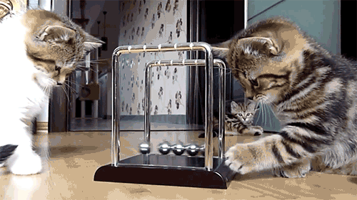 Kittens-Playing-With-Newtons-Cradle.gif
