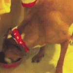 Little Dog Steals Bigger Dogs Food
